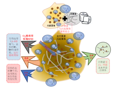 纖維素對污水生物處理系統性能的影響及機理分析 新聞資訊 第7張